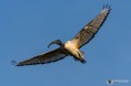 /album/galleria-fotografica/ibis-sacro-06052018-285-jpg/